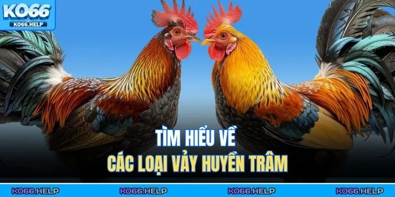 Vảy Gà Huyền Trâm | Cách Nhận Biết & Ý Nghĩa Phong Thủy 3 Tìm hiểu về các loại vảy huyền trâm