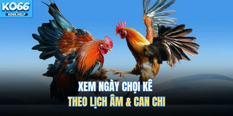 Bí Kíp Xem Ngày Đá Gà | Lựa Chọn Thời Điểm Vàng Xuất Trận 2 Xem ngày chọi kê theo lịch âm & can chi